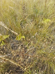 Adenophora stenanthina