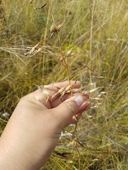 Adenophora stenanthina
