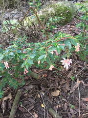 Begonia fuchsioides