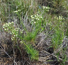 Senecio chrysocoma