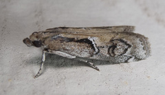 Philocrotona kendalli