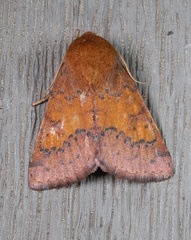 Pyrrhia aurantiago