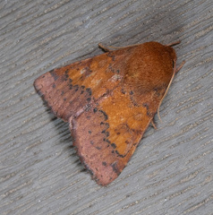 Pyrrhia aurantiago