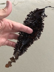 Chondracanthus spinosus