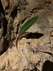 Cryptostylis subulata