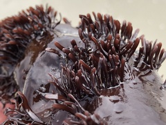 Chondracanthus spinosus