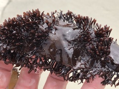 Chondracanthus spinosus
