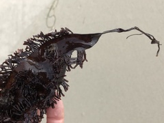 Chondracanthus spinosus