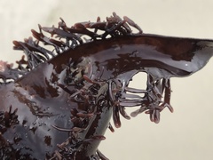 Chondracanthus spinosus