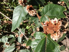 Lasiopetalum macrophyllum
