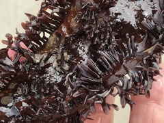 Chondracanthus spinosus