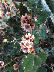 Lasiopetalum macrophyllum