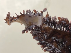 Chondracanthus spinosus