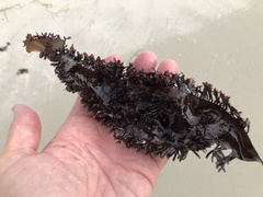 Chondracanthus spinosus