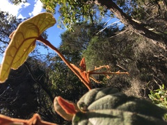 Lasiopetalum macrophyllum