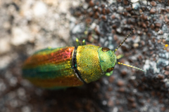 Chrysophana placida