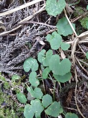 Hydrocotyle setulosa