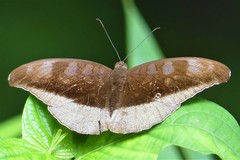 Tanaecia cocytus