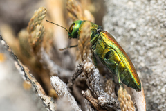 Chrysophana placida