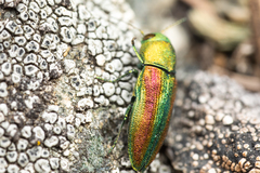 Chrysophana placida