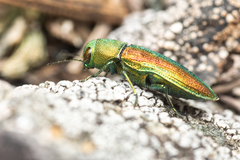 Chrysophana placida