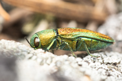 Chrysophana placida