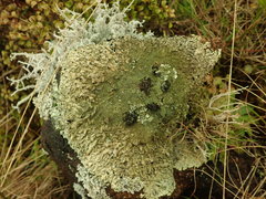 Xanthoparmelia pustuliza