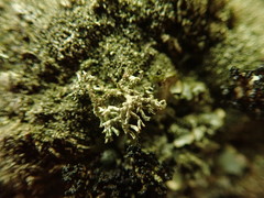 Xanthoparmelia pustuliza