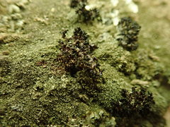 Xanthoparmelia pustuliza