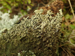 Xanthoparmelia pustuliza