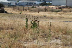 Leonotis nepetifolia nepetifolia