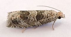 Pelochrista olivacea