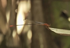 Teinobasis rufithorax