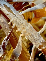 Membraniporidae