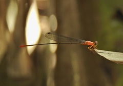 Teinobasis rufithorax