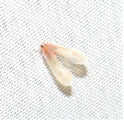 Anotia mcateei