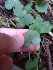 Hydrocotyle setulosa