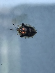 Deloyala guttata