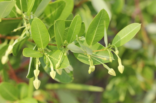 Image of Gymnanthera oblonga by no rights reserved