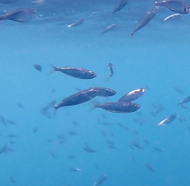 Blue silverside (Melanorhinus cyanellus) — Atherinopsidae