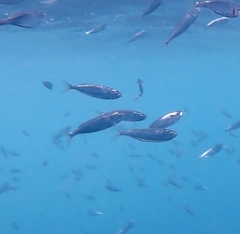 Decapterus