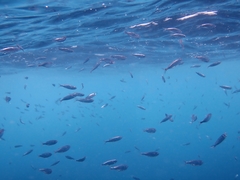 Decapterus