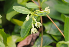 Gymnanthera oblonga