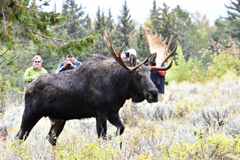 Hay Alces En Labrador