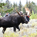 Shiras Moose - Photo (c) Luis Agosto, some rights reserved (CC BY-NC), uploaded by Luis Agosto