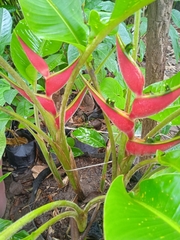 Heliconia orthotricha