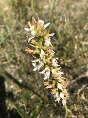 Prasophyllum spicatum
