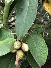 Cordia boissieri