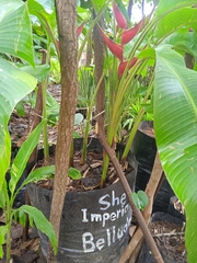 Heliconia orthotricha