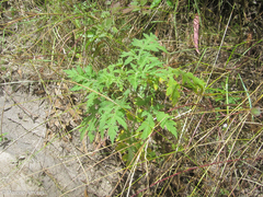 Ambrosia arborescens